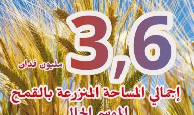 تعرف على أهم الأرقام حول محصول القمح