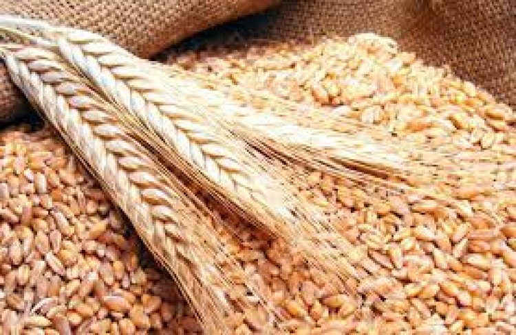 محللون: روسيا تستأنف تدريجيا صادرات القمح من موانئها على البحر الأسود