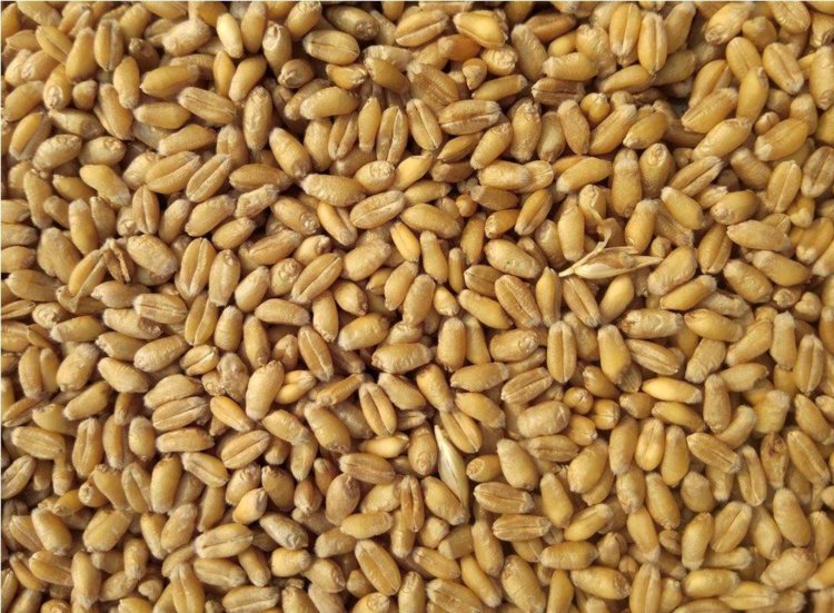 مصر تستقبل شحنة من  القمح الفرنسي