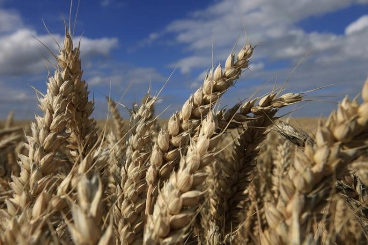 الهند تحظر تصدير القمح بعد تضرر المحاصيل من موجة حر شديدة