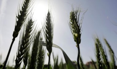 "التموين" : احتياطي القمح يكفي 6 أشهر