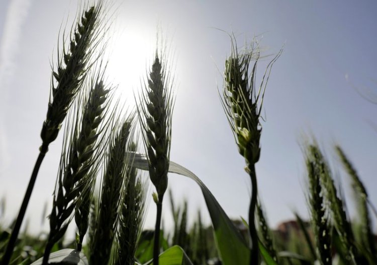 رئيس الوزراء توريد 2.14 مليون طن من القمح المحلي منذ بداية موسم الحصاد