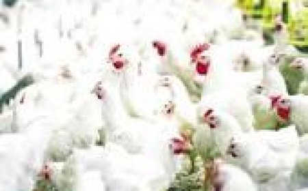 “المصرية للدواجن” تخسر  3.75 مليون جنيه