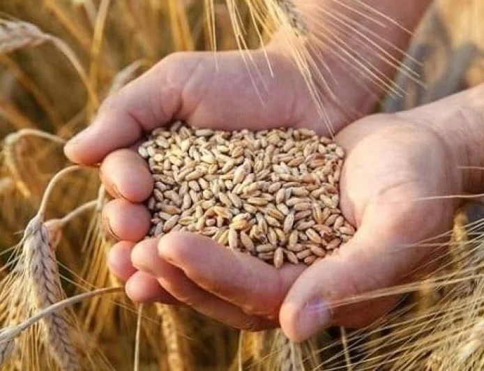 طفرة في إنتاج القمح في مصر مع تجاوز 3.7 مليون فدان خلال الموسم الحالي