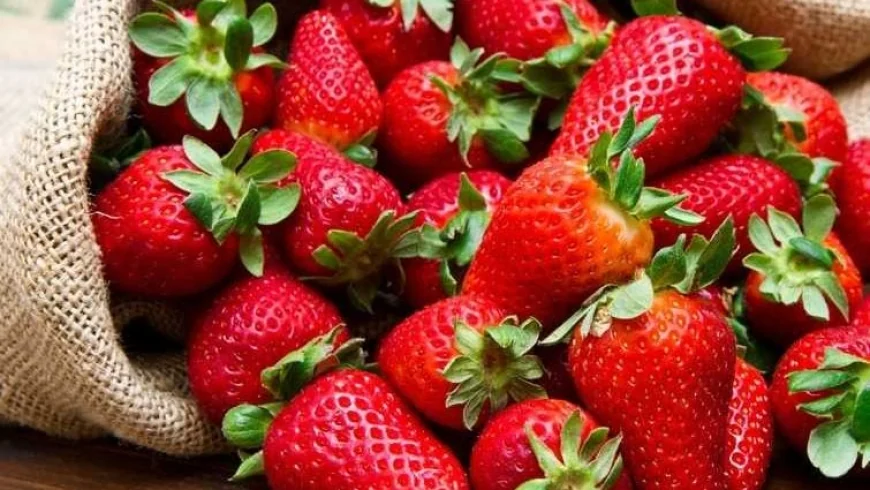 المركز الإعلامي لمجلس الوزراء ينفي شائعات رفض شحنات الفراولة المصرية خارجياً