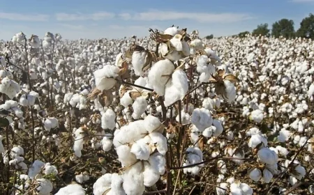 صادرات القطن المصري تتراجع 32.8% خلال موسم 2025 إلى 700 ألف قنطار متري