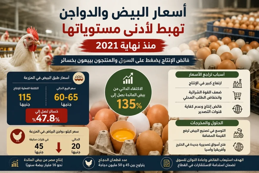 انهيار أسعار البيض في مصر بسبب فائض الإنتاج.. والمنتجون يبيعون بخسائر تقترب من 48%