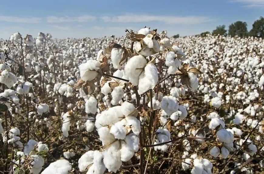 صادرات القطن المصري تتراجع 32.8% خلال موسم 2025 إلى 700 ألف قنطار متري