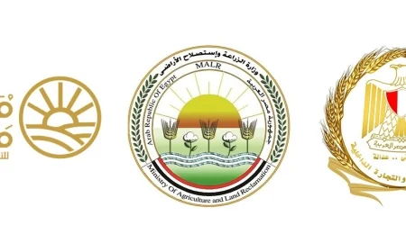 الحكومة تخفض سعر السكر الحر إلى 25 جنيهًا للكيلو بدءًا من الخميس 6 أغسطس
